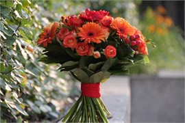 Фортисиммо 10033
